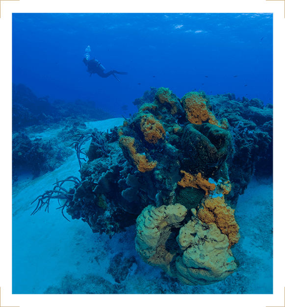 A person swimming in the ocean next to some coral.