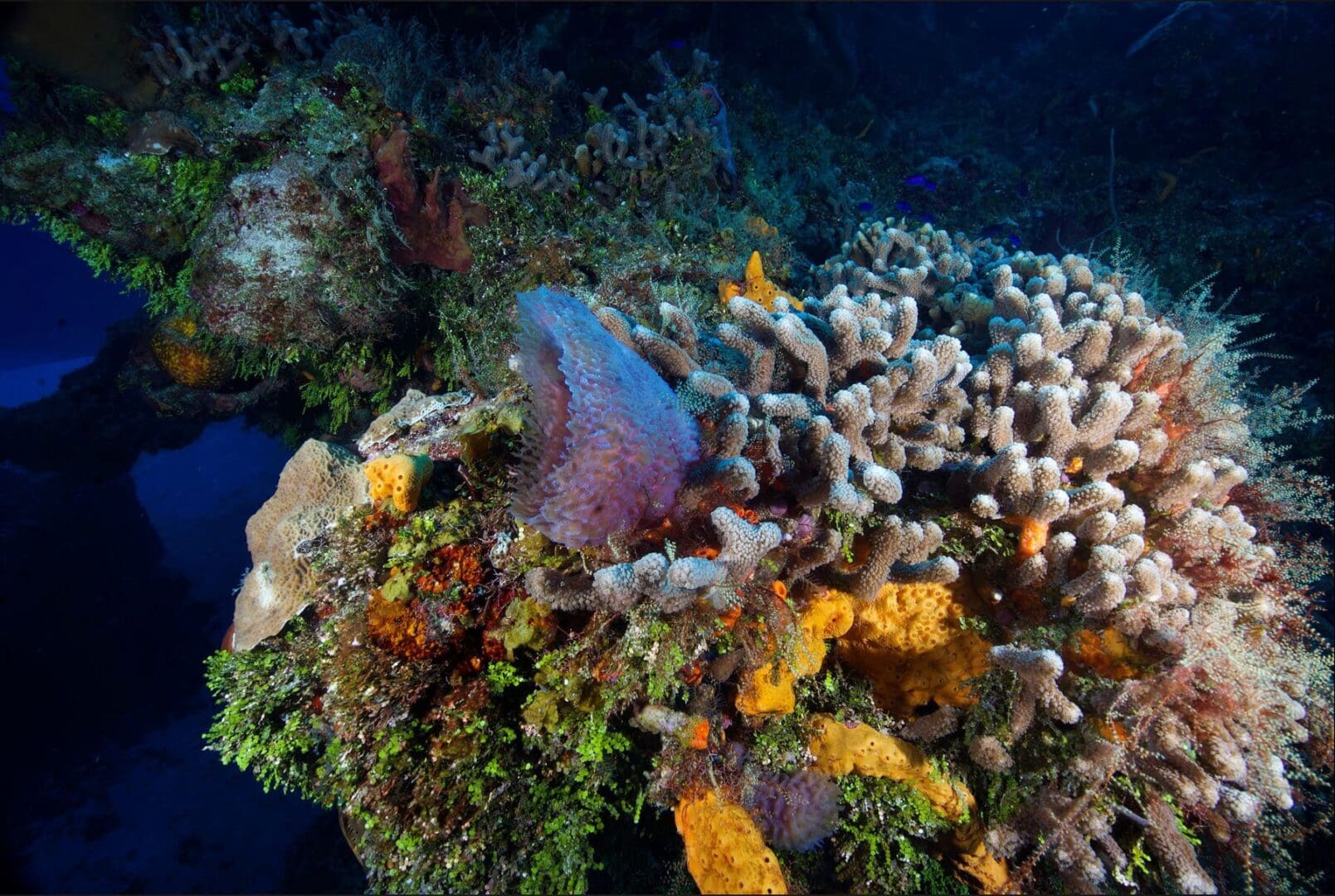 A colorful coral reef with an ocean creature.