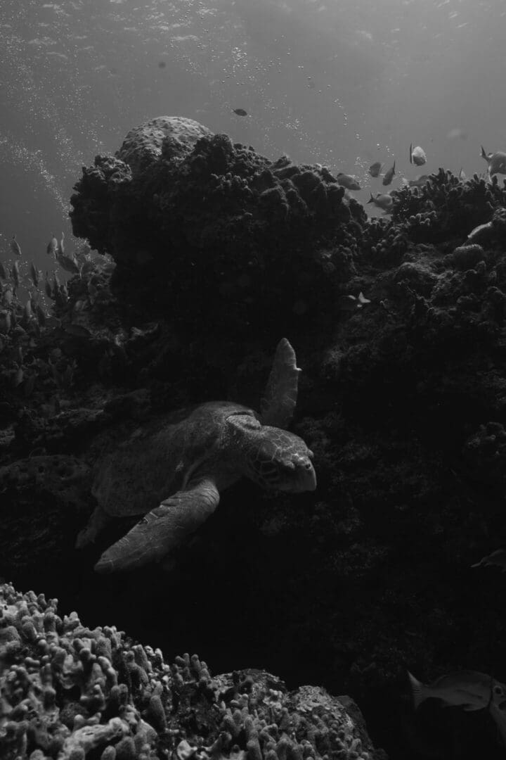 A turtle swimming in the ocean next to some coral.