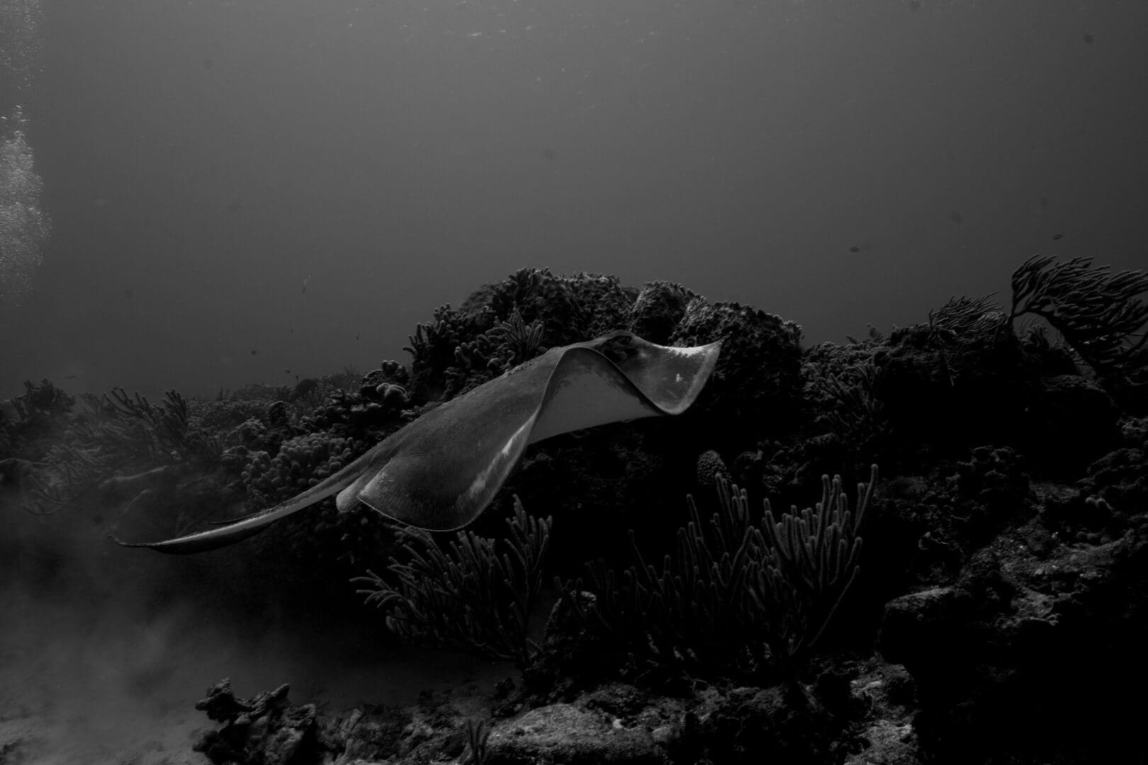 A black and white photo of an underwater scene.