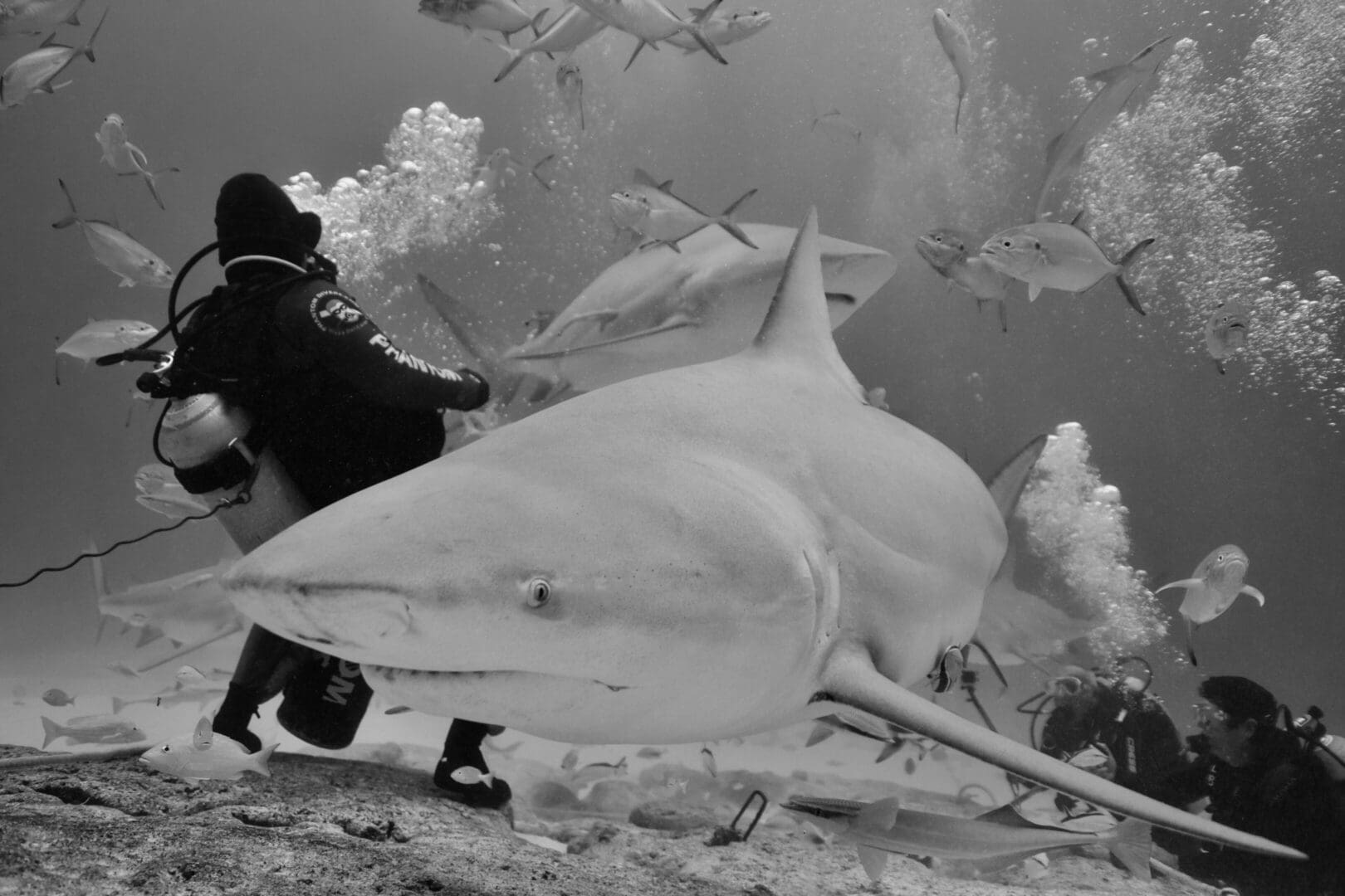 A person in black wetsuit next to large shark.