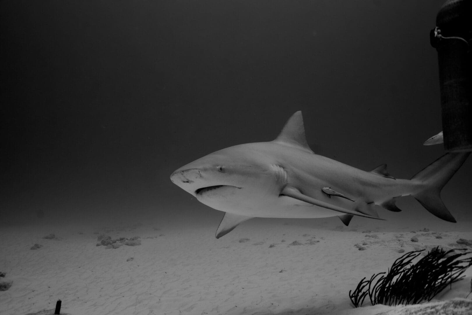 A shark swimming in the ocean with other sharks.