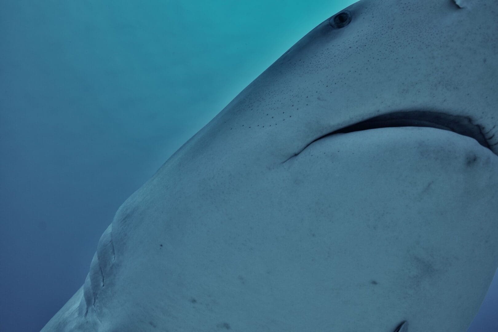 A close up of the side of a shark