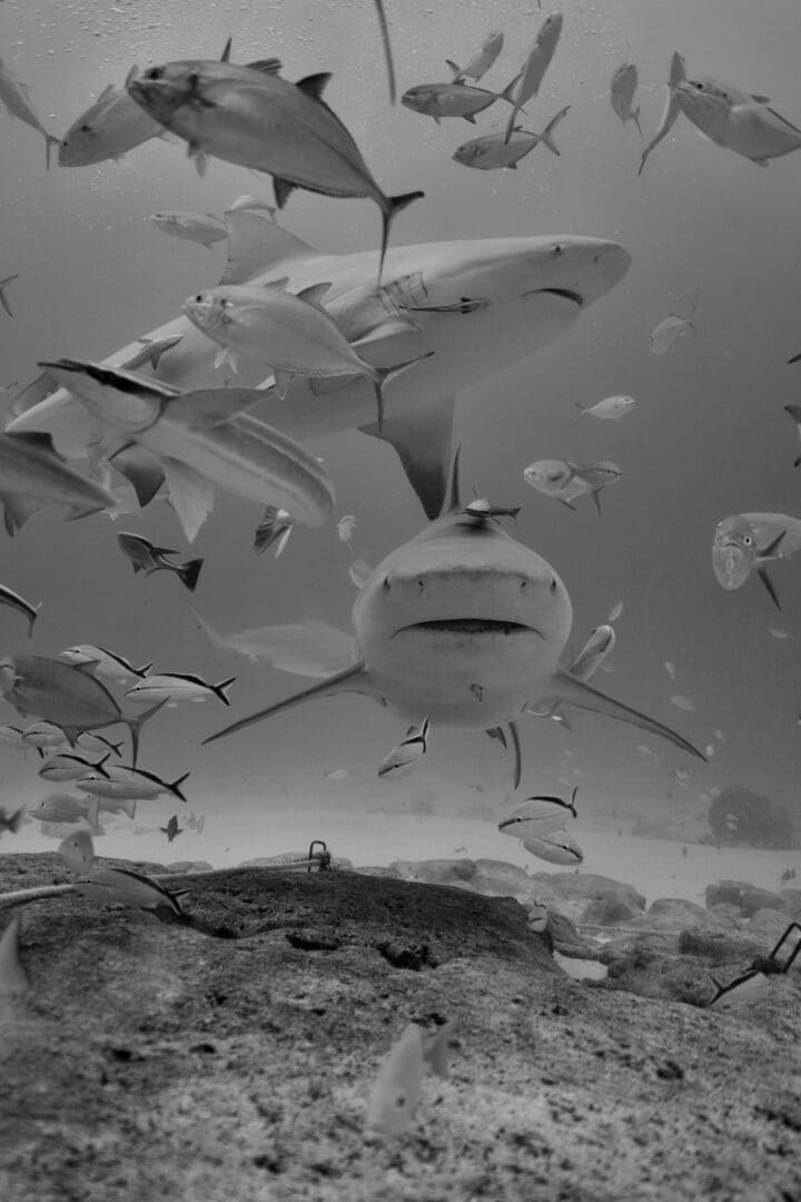 A black and white photo of a plane flying through the sky