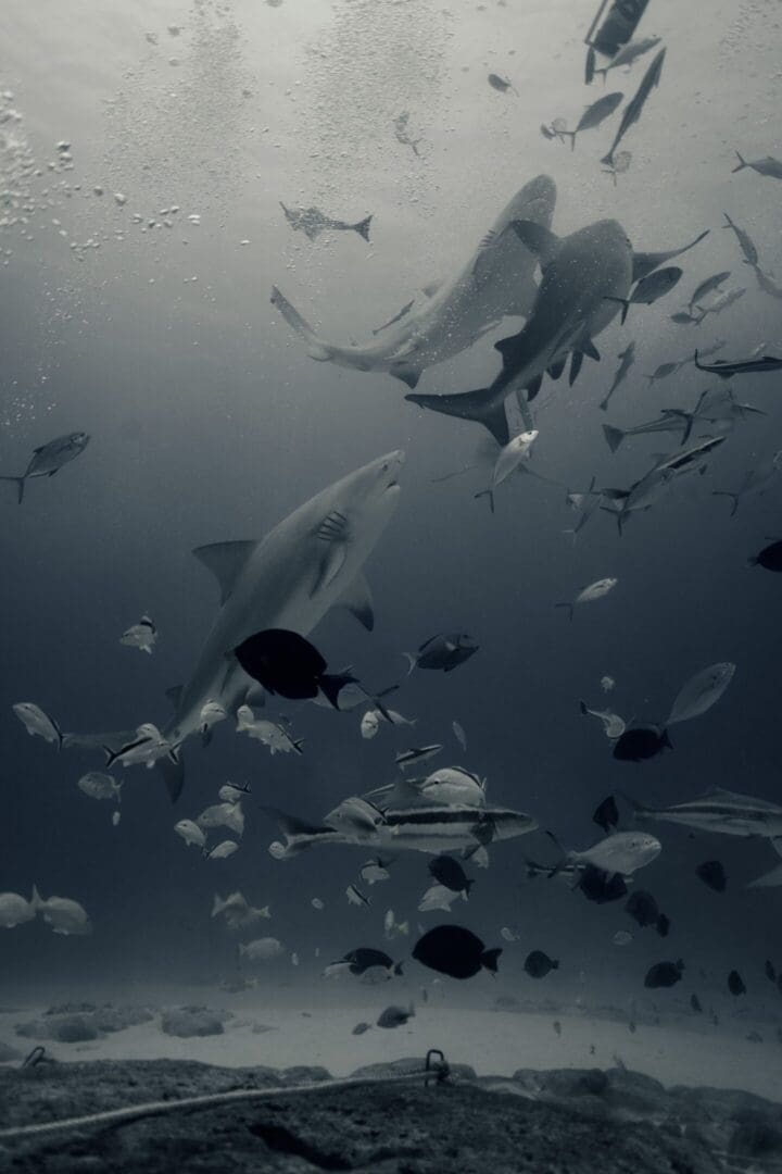 A flock of fish swimming in the ocean.