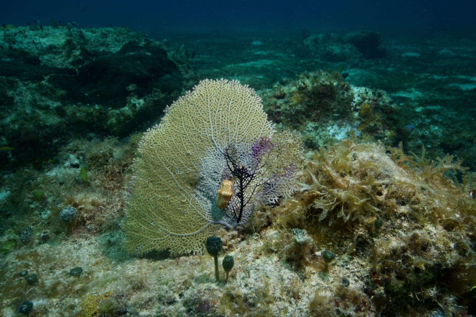 A coral reef with a large sea anemone and other plants.