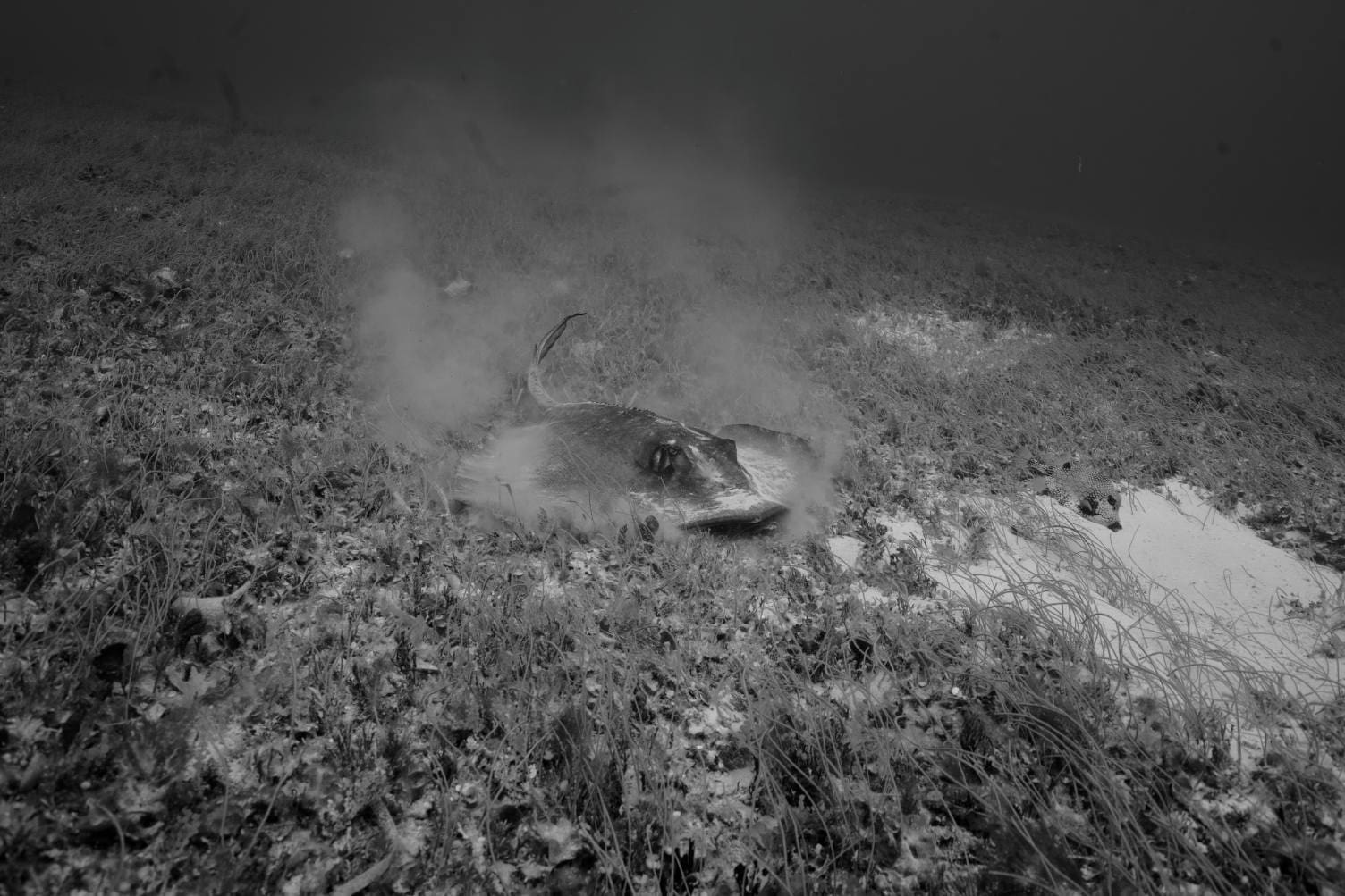 A black and white photo of a car in the water.