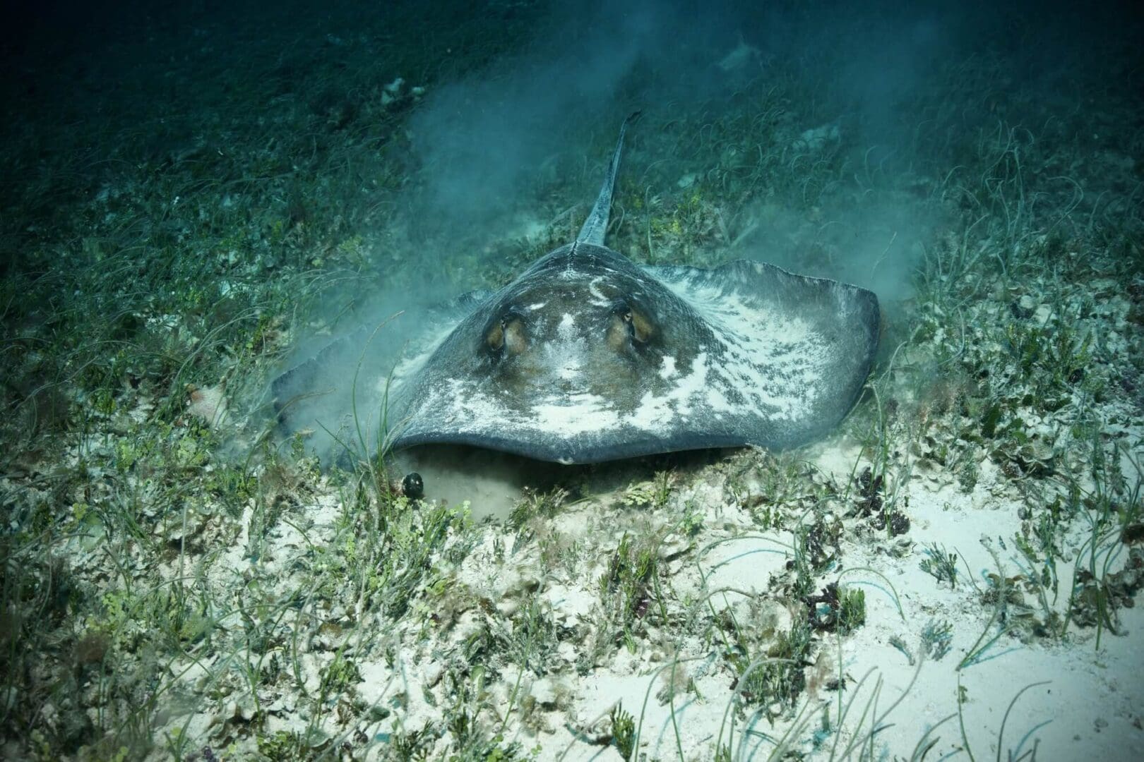 A stingray is laying on the sand in the ocean.