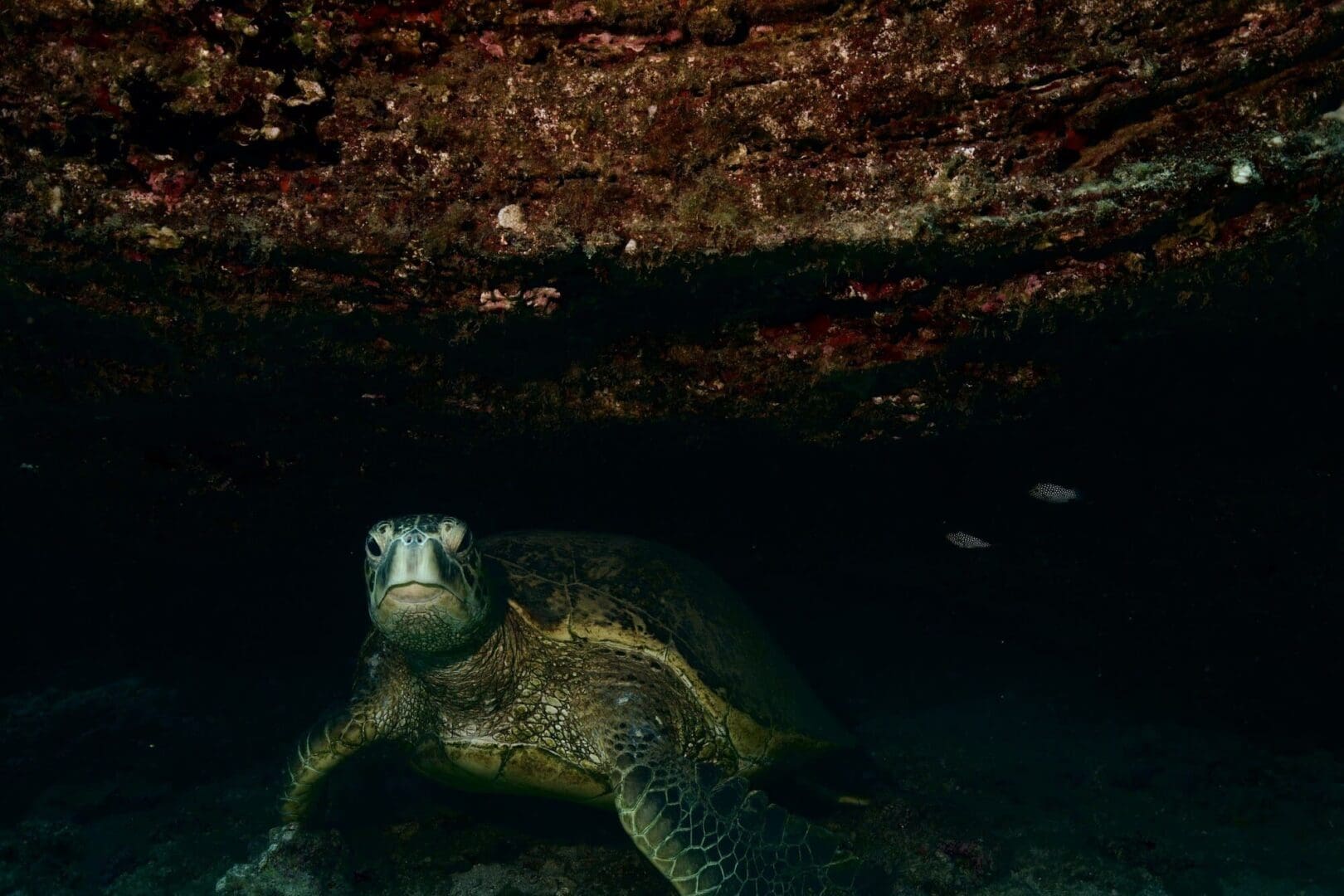 A turtle is swimming in the water under a bridge.