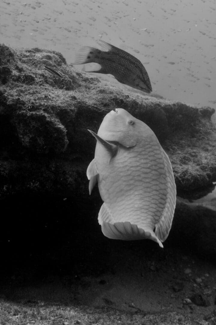 A fish is sitting on the rocks in water.