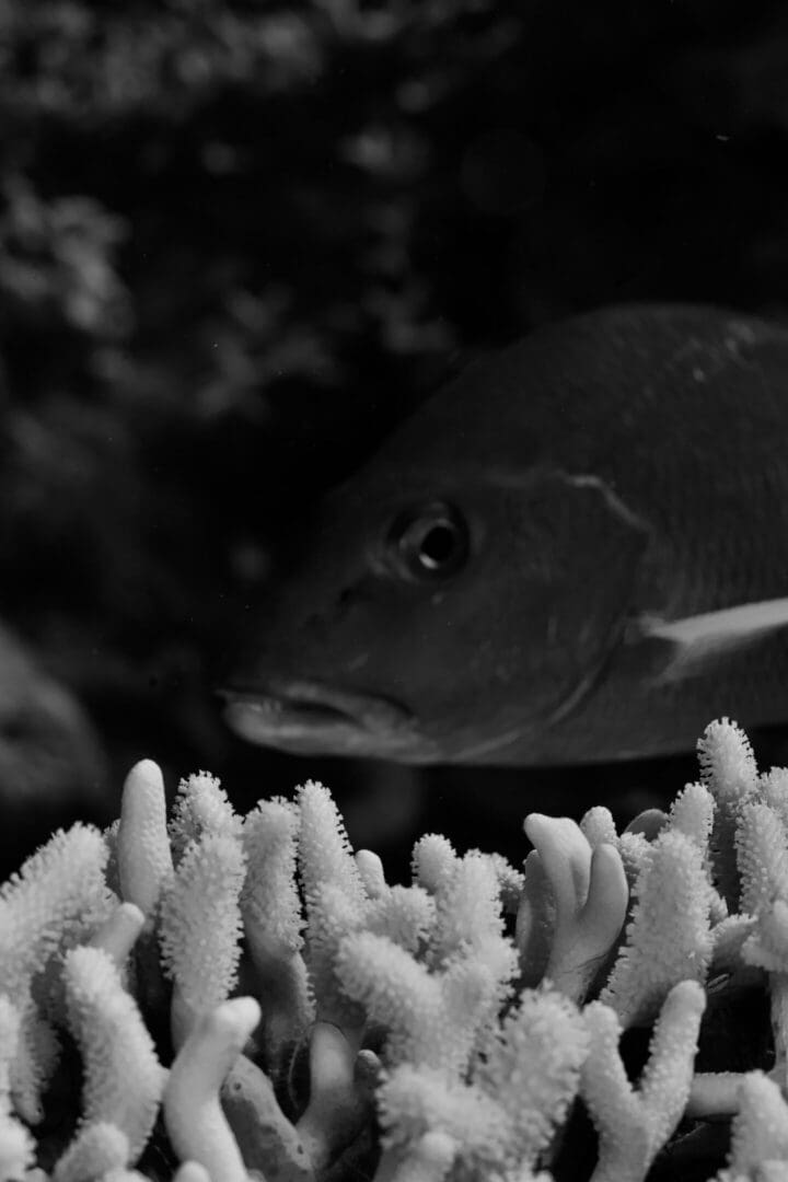 A fish is swimming in the water near some coral.