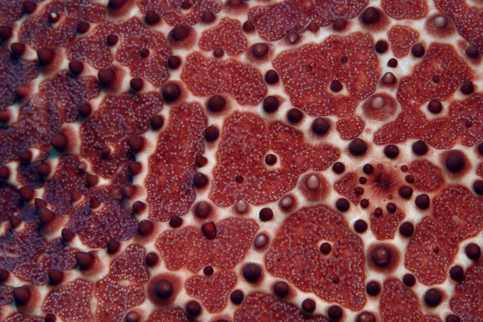 A close up of the surface of an animal