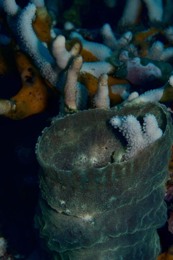 A close up of some coral on the ocean floor