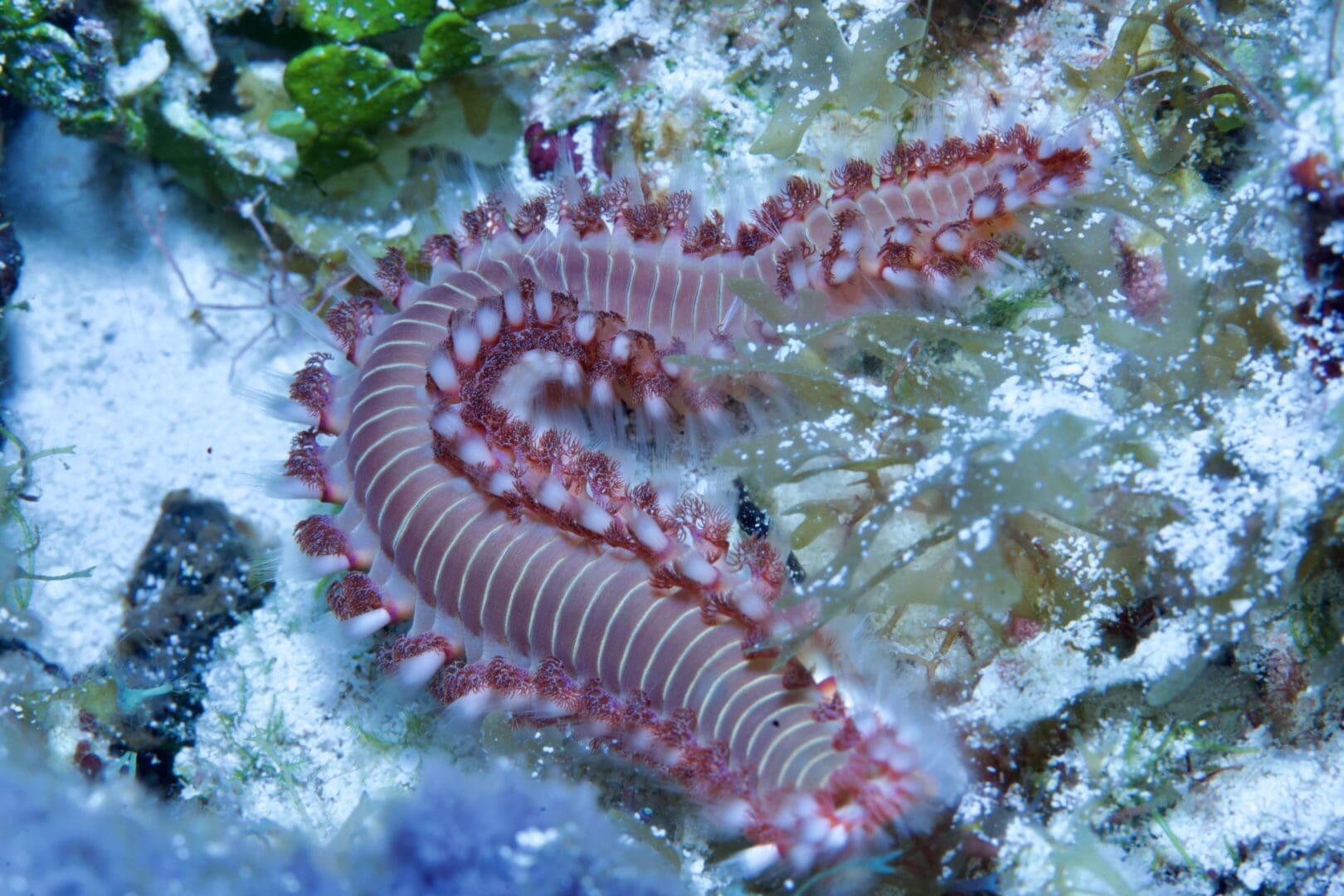 A close up of a sea slug in the water