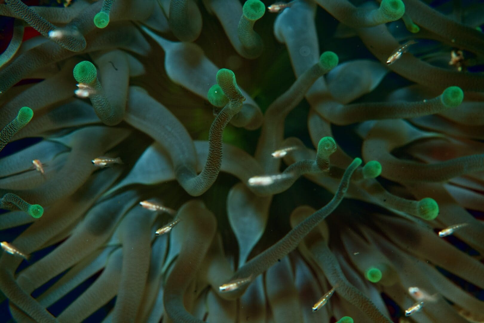 A close up of the green and brown colors in this anemone.