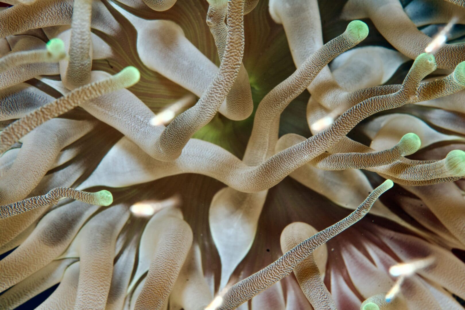 A close up of the tentacles on a sea anemone.