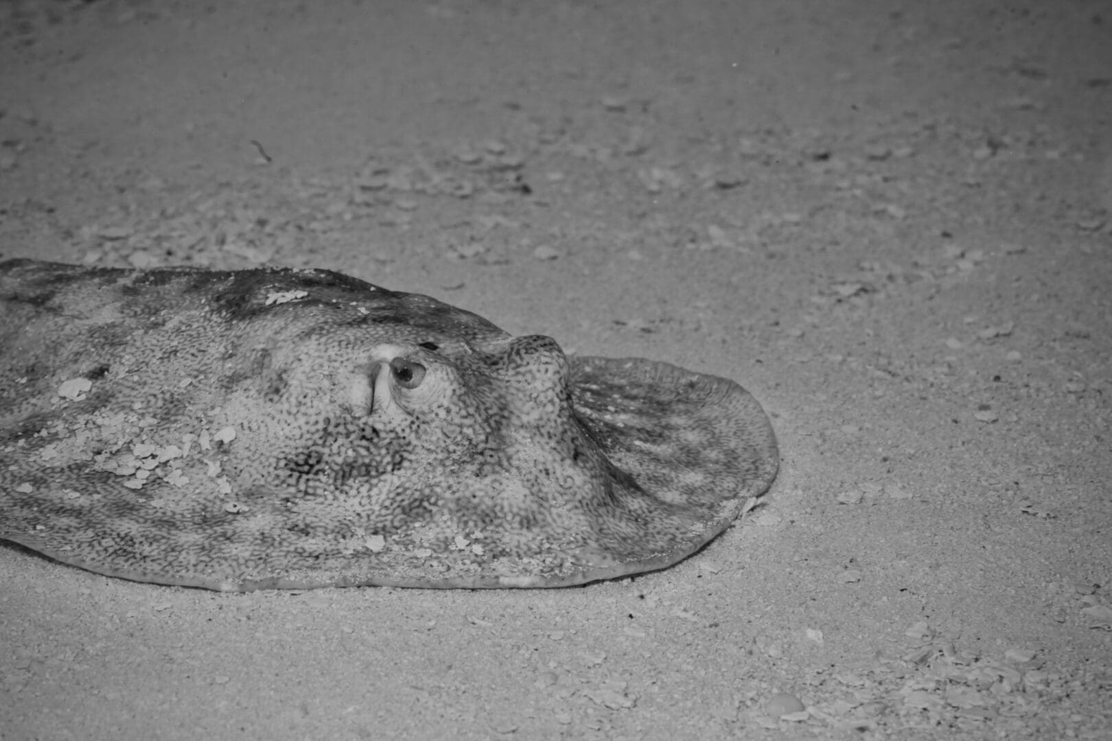 A black and white photo of an animal laying on the ground.