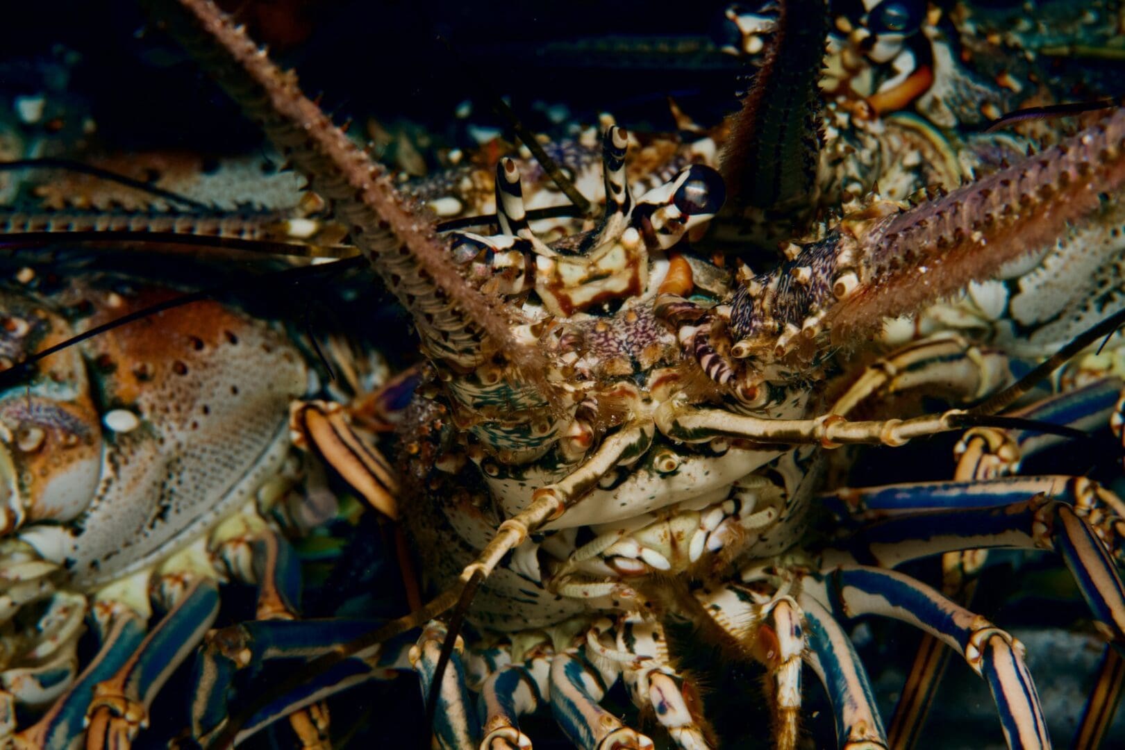 A close up of the lobster 's head and claws.