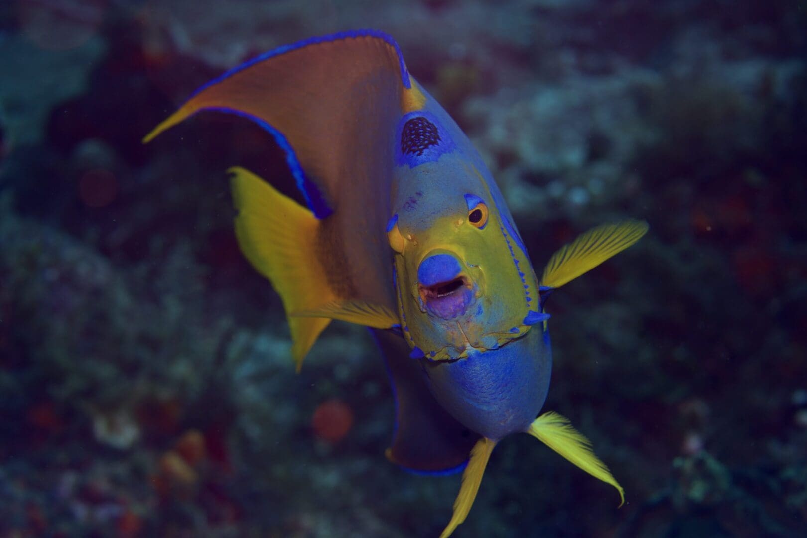 A blue and yellow fish swimming in the ocean.