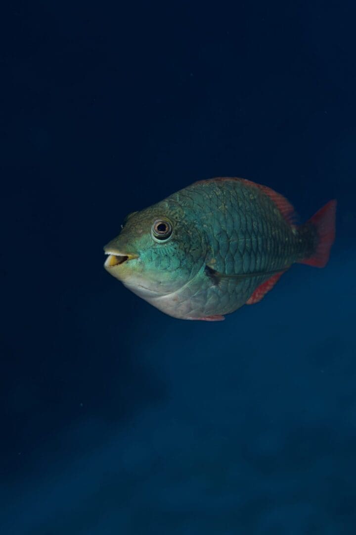 A fish swimming in the ocean at night.