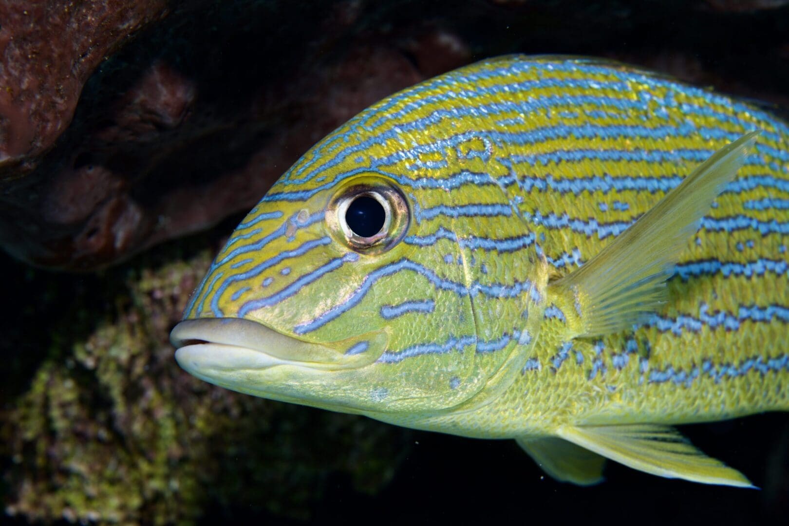 A close up of the head and eye of a fish