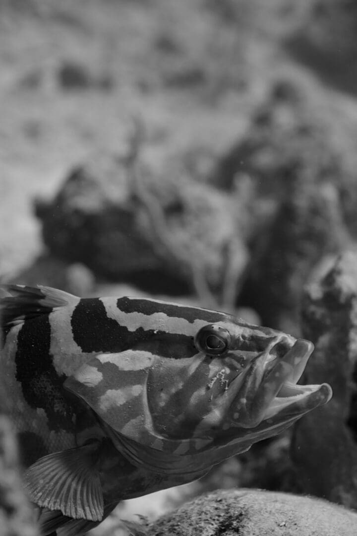 A close up of the head and face of a frog.