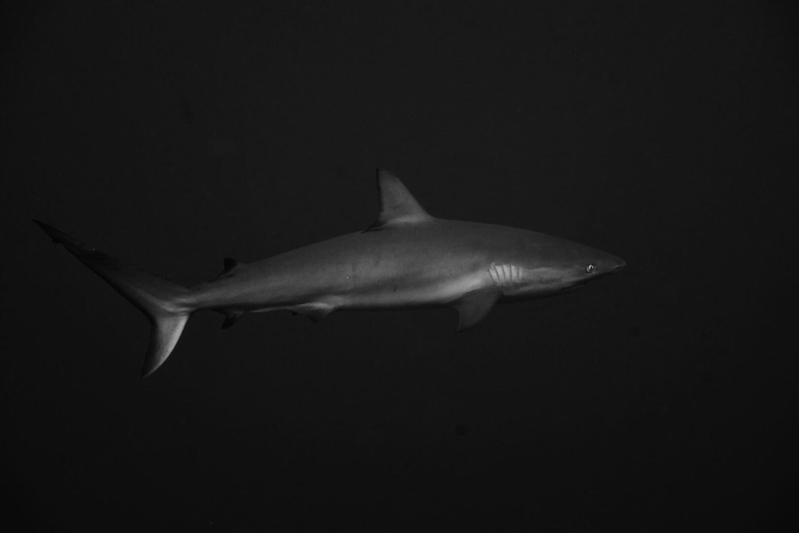 A shark swimming in the dark water.