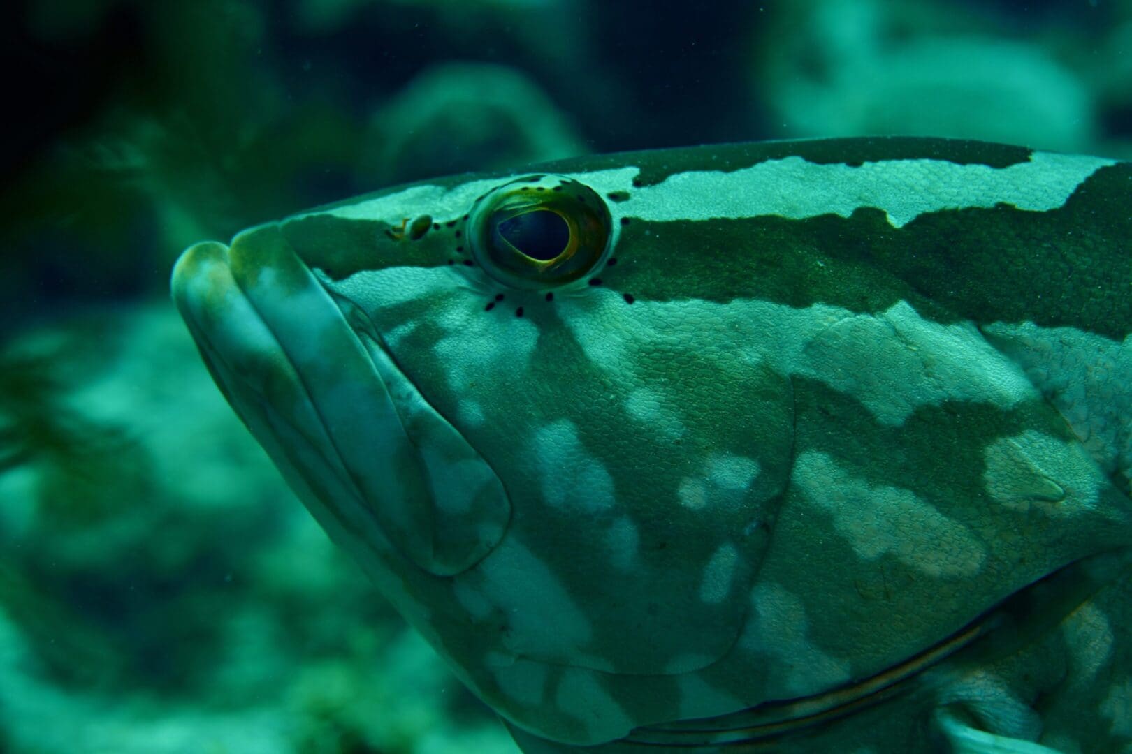 A close up of the head and eye of a fish