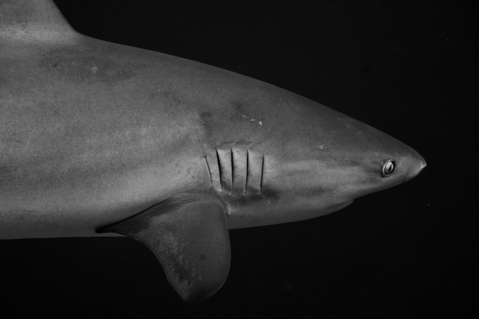 A close up of the side of a shark