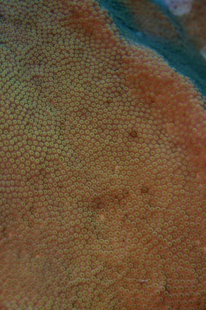 A close up of the skin on a coral