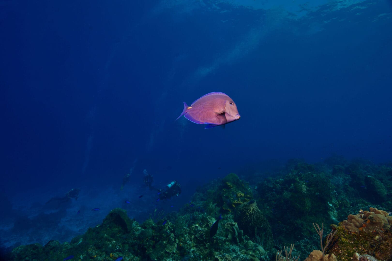 A fish swimming in the ocean next to some plants.