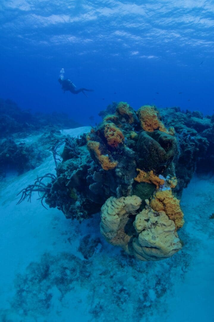 A person swimming in the ocean next to some coral.